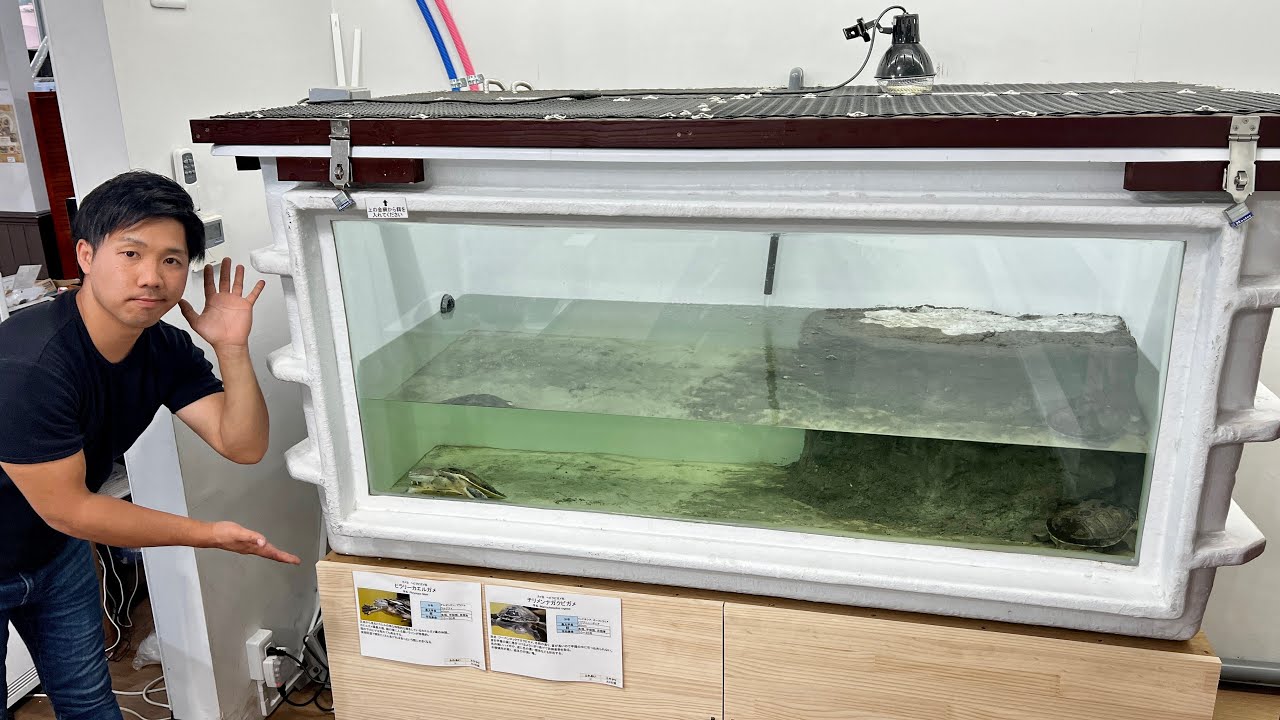 I made a cage to keep a small crocodile - YouTube