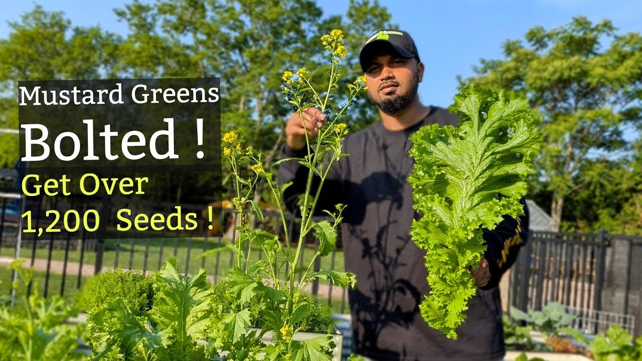 Why Mustard greens Growing yellow flowers  | Growing & Harvest Tips | #gardening