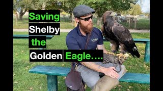 Tattershall farm park falconry Saving Shelby the female Golden Eagle by Hawk Riders 3,856 views 3 years ago 9 minutes, 12 seconds