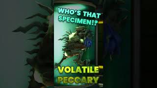 Volatile Peccary!
