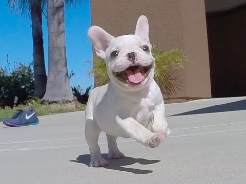 88+ French Bulldog Puppies White