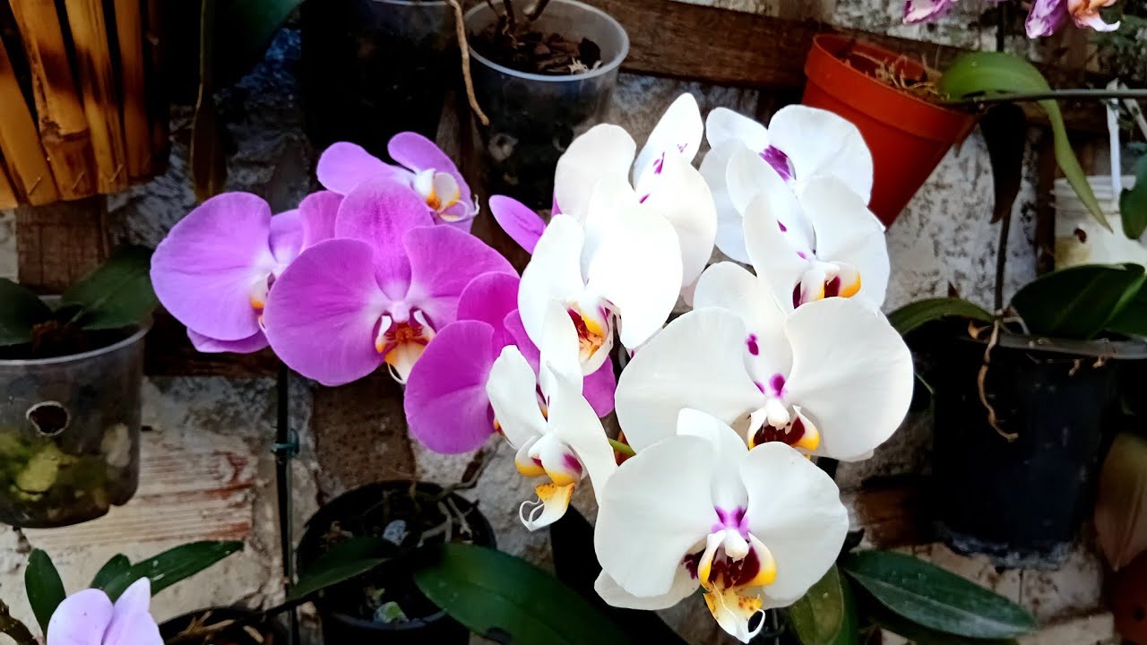 Orquídeas phalaenopsis, 