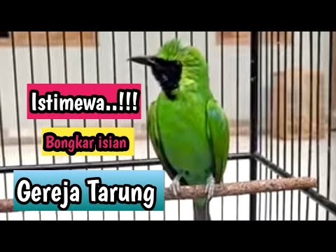 Masteran Jernih Cucak Ijo Bongkar Isian Gereja Tarung
