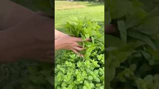 How to grow mint in your kitchen