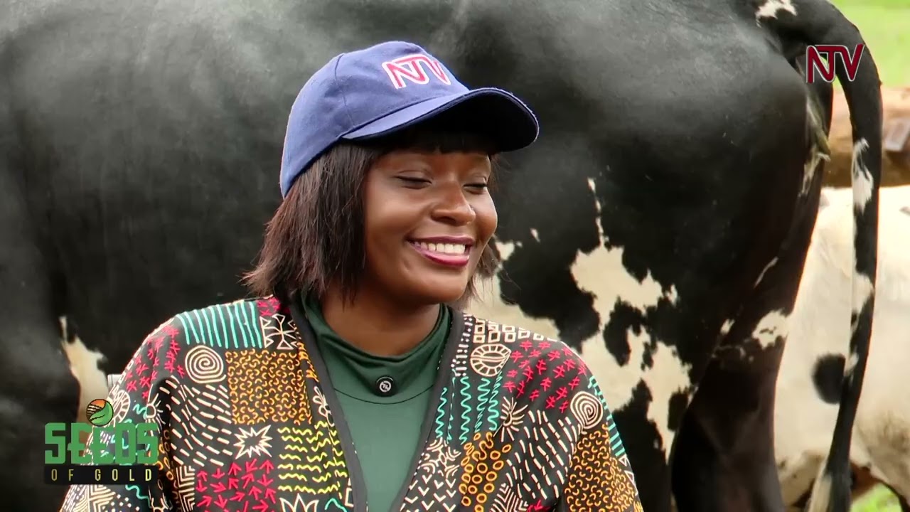 Secrets to successful sheep farming | SEEDS OF GOLD