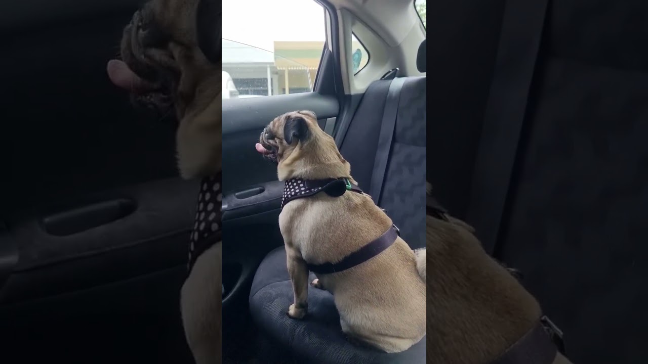 Excited Pug Waits for Owner 🥺 | 