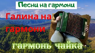 Песня "Галина" на гармони