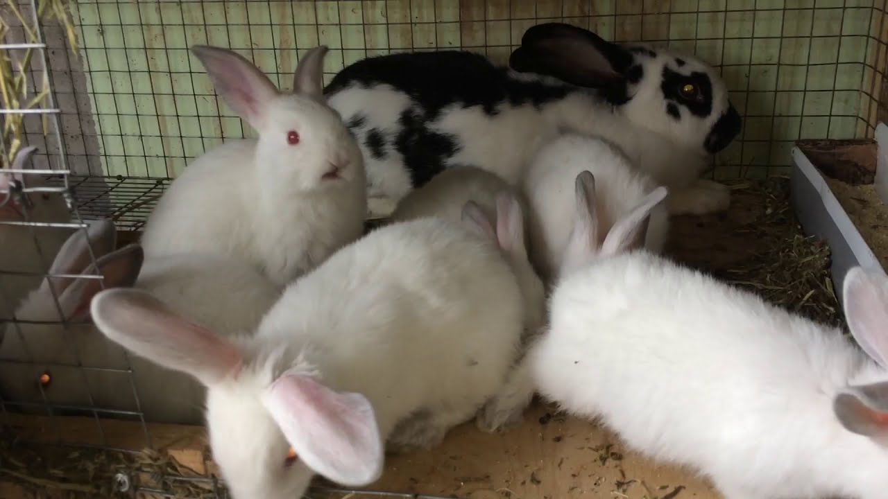 СОДЕРЖАНИЕ КРОЛИКОВ БЕЗ КОМБИКОРМА
