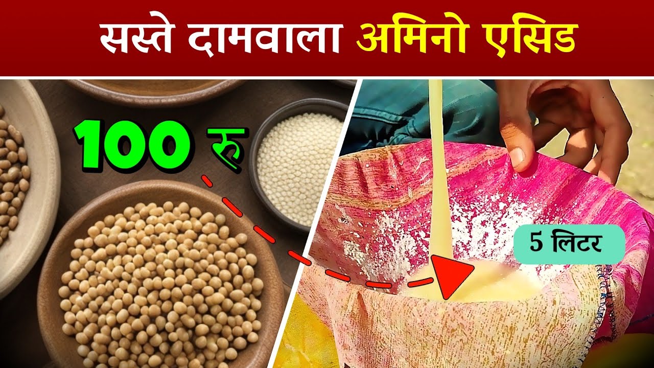 🌱 "100 Rs में बनाए 10 लिटर अमीनो एसिड | Organic Amino Acid Procedure | सोयाबीन से बनाए अमीनो एसिड"