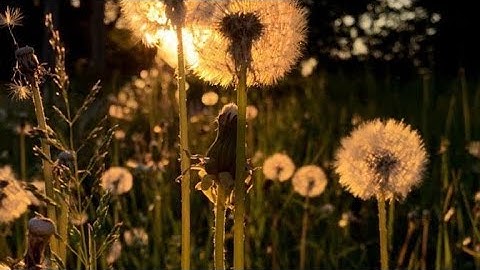 سورة المزمل. تلاوة خاشعة سعيد دباح