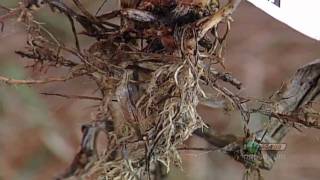 Corn Rootworm #614 (From Ag PhD #614 1/10/10)