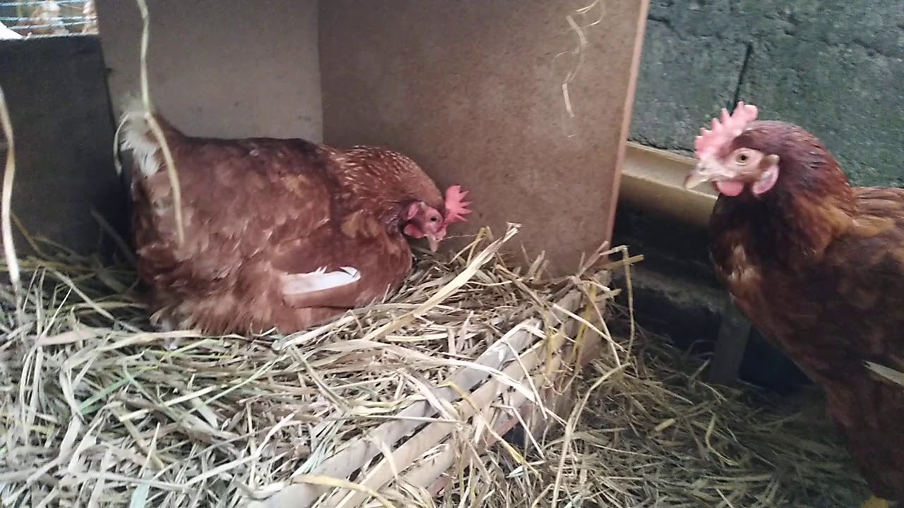 Ayam petelur sederhana #Ayampetelur 