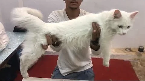 Watch the video about 7337063068 | saste cats for sale in secunderabad | cross Persian kittens for sale in secunderabad