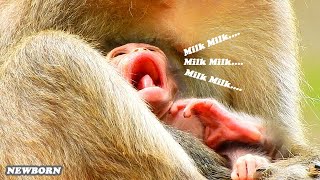 Milk .. Milk .. Milk . Im Hungry First Milk Newborn Jasper Ask Mom For Milk
