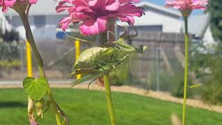 praying mantis having lunch[]humming bird in The backyard[]neddy greer