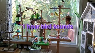 Budgie, Zebra Finch, Cockatiel sounds for lonely birds - 1 hour