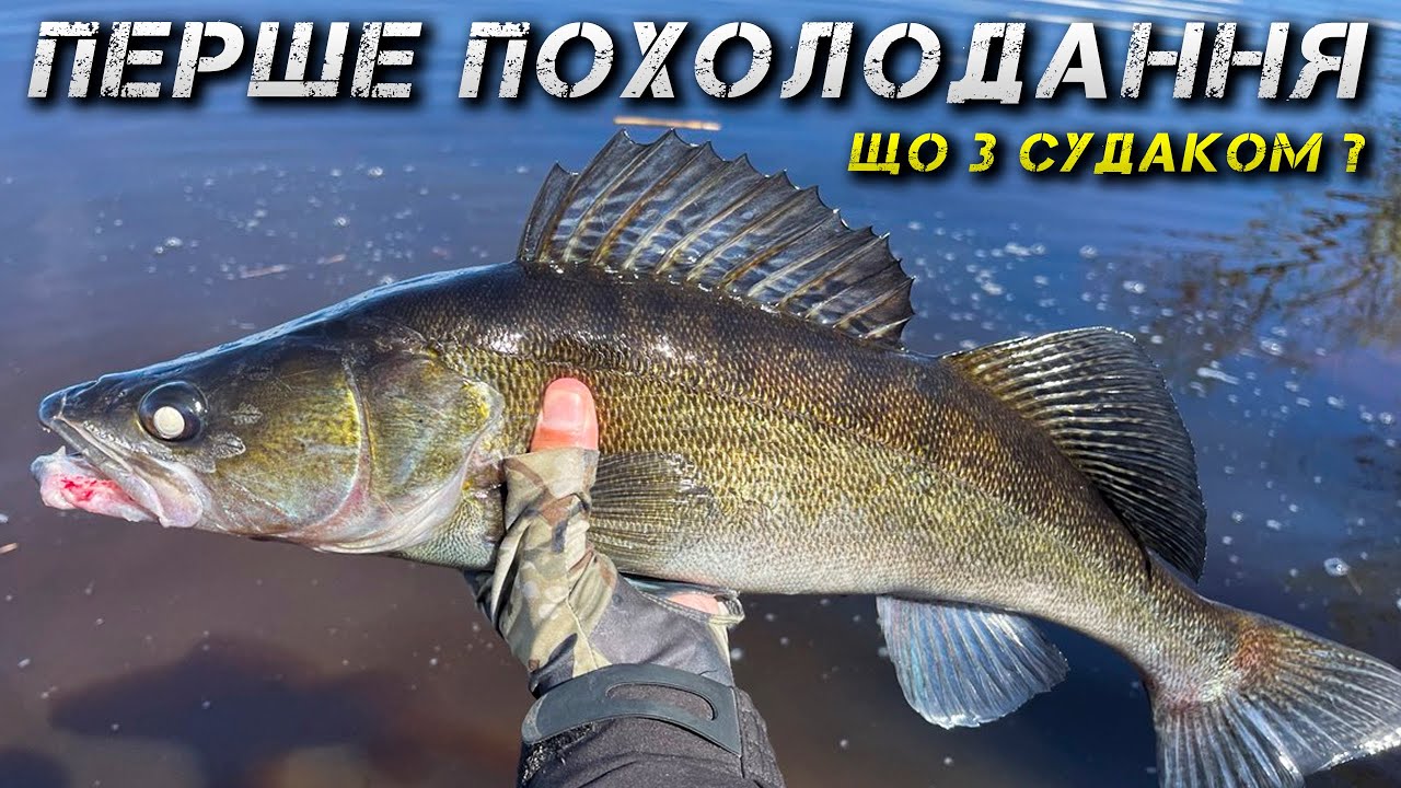 ✅Нарешті! Холоди! Чи ПРОКИНУВСЯ СУДАК?✅