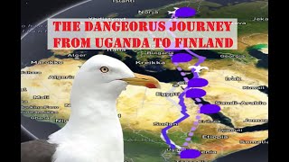 The Lesser Black-Backed Seagulls (Larus fuscus) Journey from Uganda to Finland (Friday Documentary)