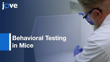 Behavioral Testing in Mice - Object Recognition and Location