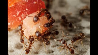 Pest Control Exterminator Home Pest Prevention Cary nc