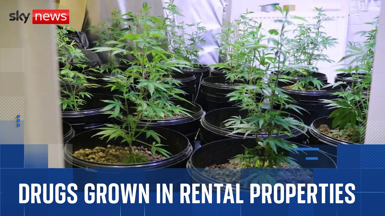 Cannabis farms increasingly being found in rented properties, police say