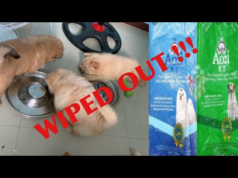 Video: Hoe Chow Chow-puppy's Te Voeren?