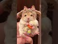 Fat-tailed Gerbil #knowledge#cute #pets #didyouknow #shorts