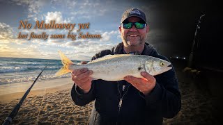 Finally the Salmon are getting bigger fishing Merimbula