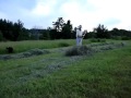 How to Make Hay with a Scythe