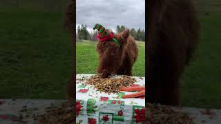 Mable the Christmas cow