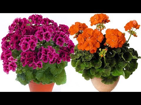 Video: Sardunyalar Nasıl Nakledilir? Pelargonium'u Evde Ne Zaman Nakledebilirsiniz? İlkbahar Ve Sonbaharda Nakil Kuralları