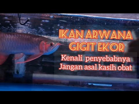 Kenali penyebabnya | Ikan arwana gigit ekor