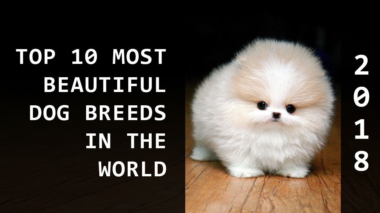 Top 10 Most Beautiful Dog Breeds in The 