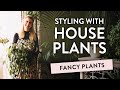 Secrets to caring for your houseplants  insider tips from fancy plants