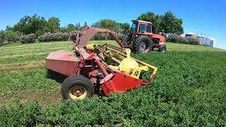 Cutting alfalfa, New Holland 499 haybine, 7020 Allis Chalmers