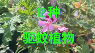 12种常见的驱蚊植物（12 plants repel mosquitos)