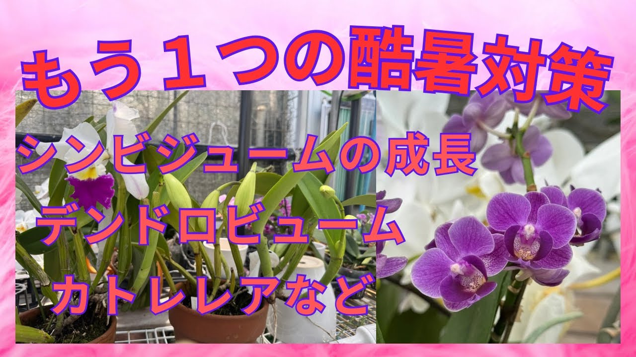 酷暑乗り切る！！　シンビジューム　パフィオペデラム　デンドロ　カトレア　成長観察