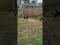 Pure Black Bengal Baby Goats🐑🐐|| #goat #animals #gourigoatfactoryodisha #farming #shorts #trending