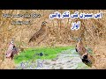 Rain Quail Sound 2025 Chinrga Batair Ki Awaz Bater Ki Awaaz Birds Quail Sound Batair Ki Awaz Rain Quail Sound 2025 Chinrga Batair Ki Awaz Bater Ki Awaaz Birds Quail Sound Batair Ki Awaz