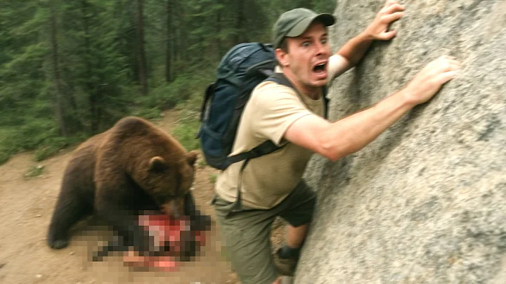 This Grizzly Bear Killed 3 Hikers in 5 Minutes on June 10th, 2025
