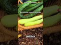 #plantas #jardineria #jardin #huerto #agricultura