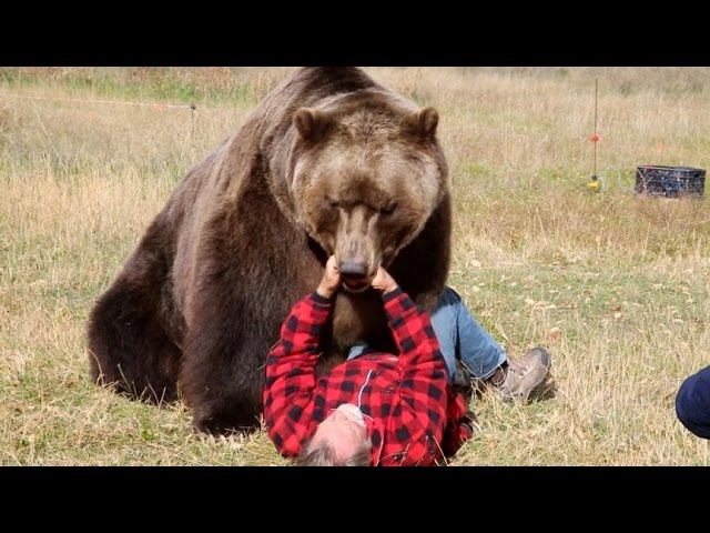 brown-bears-alaska-wallpapers-hd-wallpapers-id-8202