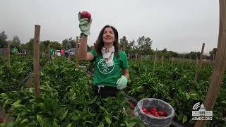 Petrie-Norris Hosts Harvest Solutions Farm Volunteer Event During Hunger Action Month