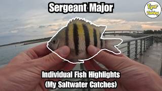 Saltwater Fish I've Caught - Sergeant Major (Abudefduf saxatilis)