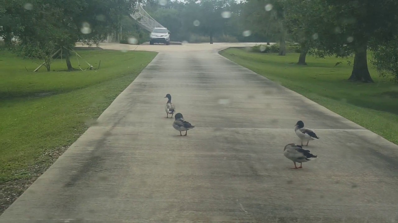 Ducks in Driveway, Taking their Time, Not a care in the World / Jean