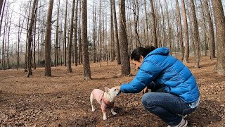 犬を林に放置してみたら...3万平米のドッグランで大暴れ