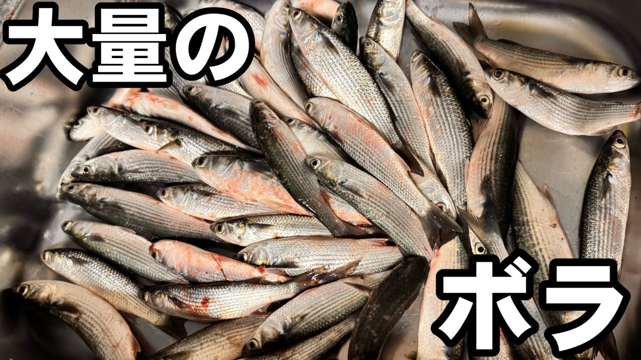【大漁】大量のボラを釣って食べてみた！