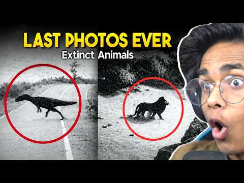 Last Photos Of EXTINCT Animals