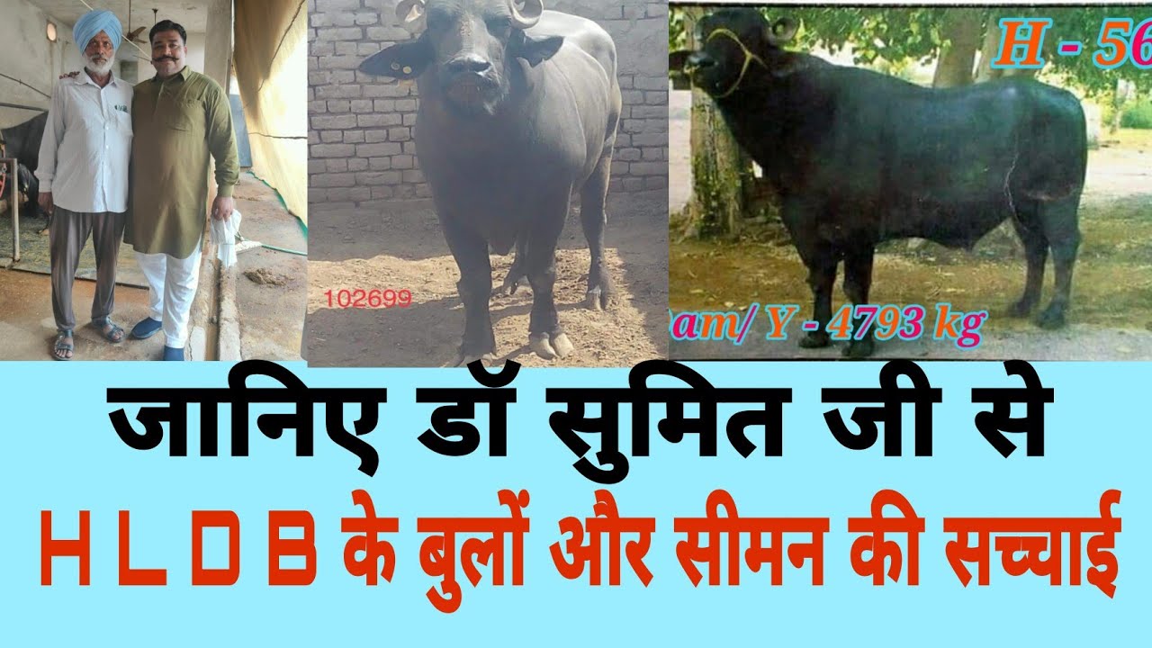 जानिए डॉ सुमित जी से क्या है HLDB के बुलों और सीमन की सच्चाई The cattle breeding