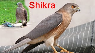 Amazing Indian Bird - Shikra | Wildlife Today
